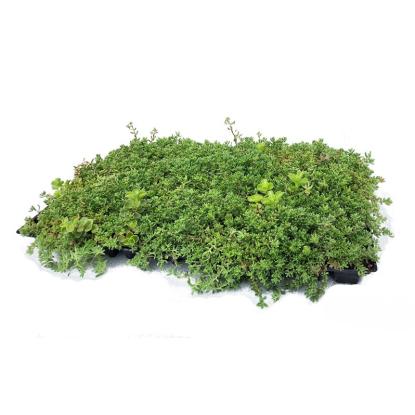 VegTech sedumbakke med biokul, 590 x 390 x 47 mm